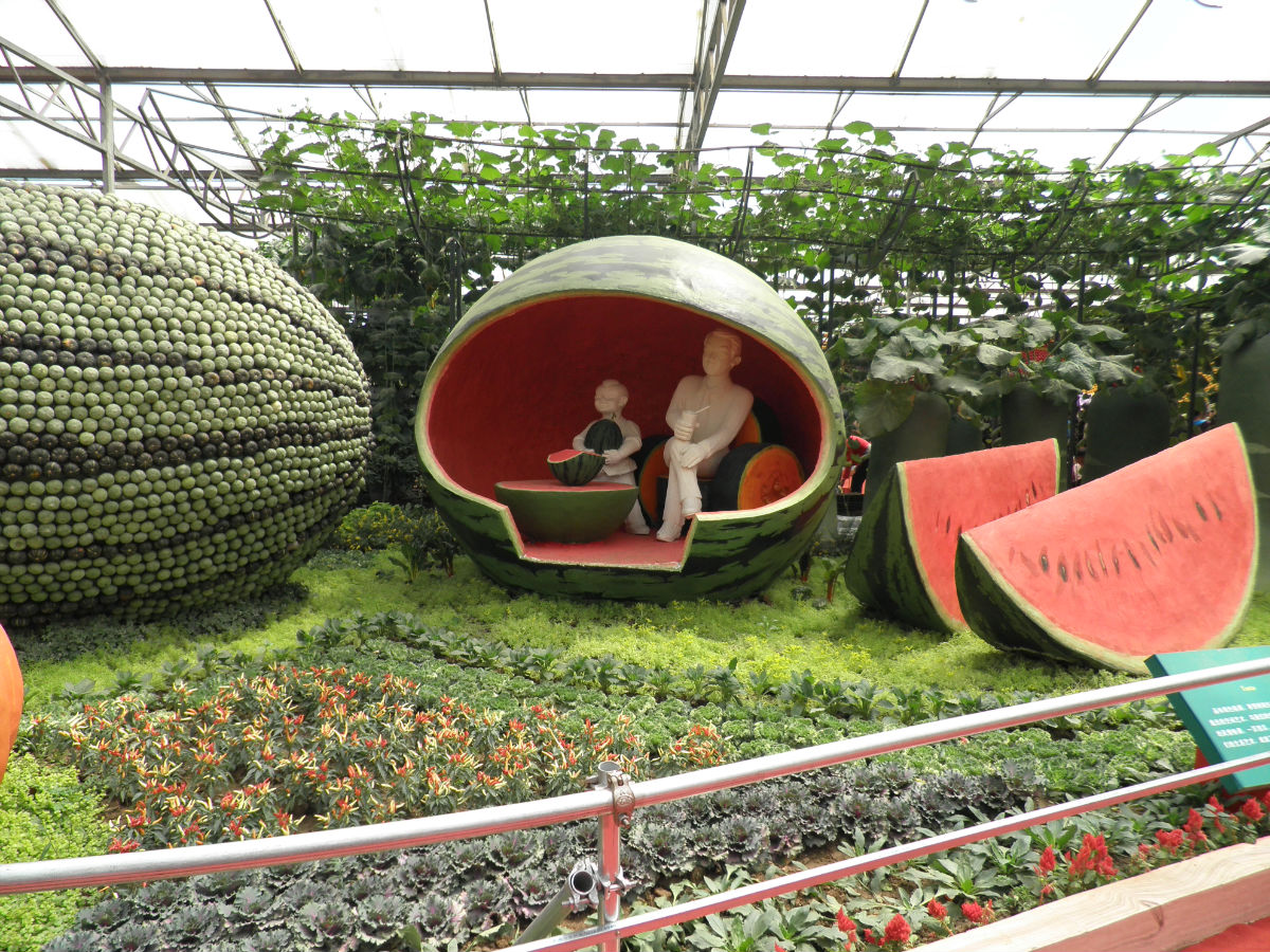 山东寿光蔬菜基地,寿光蔬菜基地,蔬菜种植基地_大山谷图库